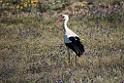 Hvid stork.20150411_3405
