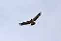 Kejserørn.20150409_3657