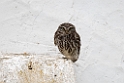 Kirkeugle.20150408_2369