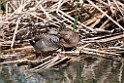 Knarand.20150411_3463