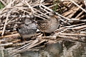 Knarand.20150411_3483