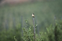 Middelhavsstenpikker.20150410_3619