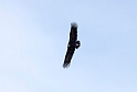 Munkegrib.20150409_3696