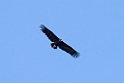 Munkegrib.20150409_3701