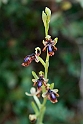Ophrys vernixia.20150411_3141