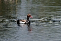 Rødhovedet and.20150411_3551
