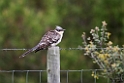 Skadegøg.20150409_3845