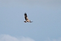 Spansk kejserørn.20150409_3649
