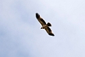 Spansk kejserørn.20150409_3660