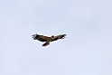 Spansk kejserørn.20150409_3662