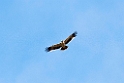 Spansk kejserørn.20150409_3664