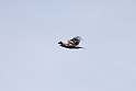 Spansk kejserørn.20150409_3708