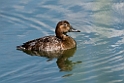 Taffeland.20150411_3510