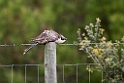 skadegøg.20150409_3847