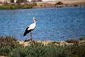 Hvid stork.20160921_1182