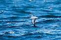 Scopoli Shearwater.20160922_1155