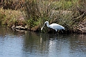 Skestork.20160920_1293