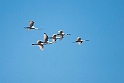 Skestork.20160921_1180