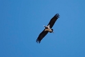 Sort stork.20160924_0991