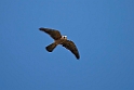 Aftenfalk.20150807_5351