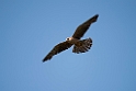 Aftenfalk.20150807_5454