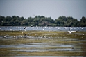 Fuglerig sø.20150804_DSC6943