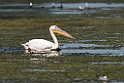 Hvid pelikan.20150804._DSC6996