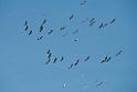 Hvid pelikan.20150806_5628