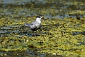 Hvidskægget terne.20150806_5608