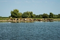 Køer Donau.20150804.20150804_5294