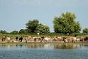 Køer Donau.20150804.20150804_5296