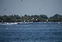 Locals disturb Pelicans.20150806_5580