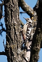 Melemflagspætte.20150803._DSC6192