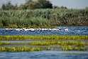 Pelikaner.20150806.20150806_5520