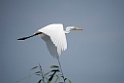 Sølvhejre.20150804_DSC6925