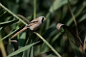 Skægmejse.20150805_DSC7109