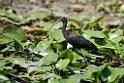 Sort ibis.20150805_DSC7243