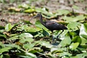 Sort ibis.20150805_DSC7244