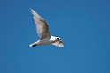 Sorthovedet måge.20150803_DSC6501