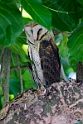 Barn owl.20161128_6313
