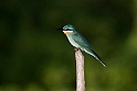 Blue-cheeked Beeeater.21061121_DSC4106