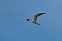 Bridle Tern.20161120_DSC3956