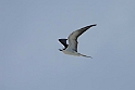 Bridle Tern.20161120_DSC3959