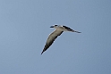 Bridle Tern.20161120_DSC3961