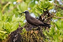 Brown Noddy.20161119_DSC3419