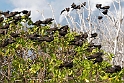 Brown Noddy.20161120_DSC3933