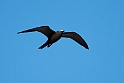 Brown Noddy.21061121_DSC4144