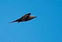 Brown Noddy.21061121_DSC4162