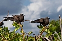 Brown noddy_20161120.DSC3930