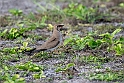 Collared Pratincole.20161119_DSC3414